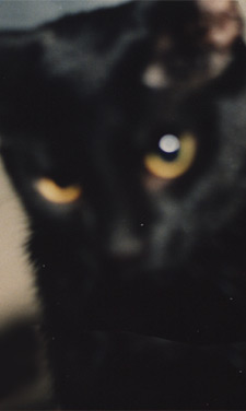 elvira