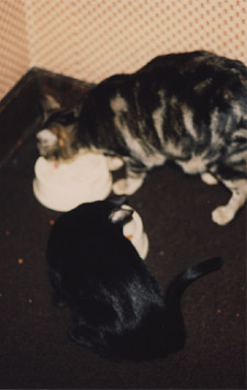 cats